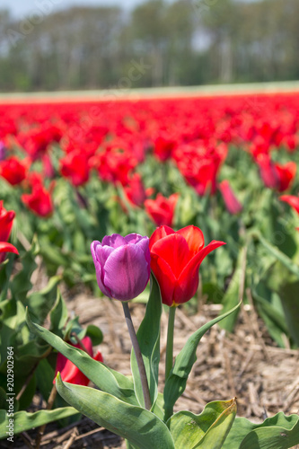 Purple and red tulip together in a redtulipfield
