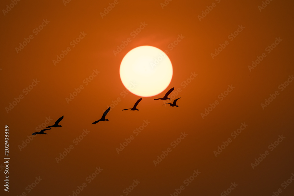 Εκτύπωση καμβά A flock of birds flying during sunset inside bharatpur bird sanctuary