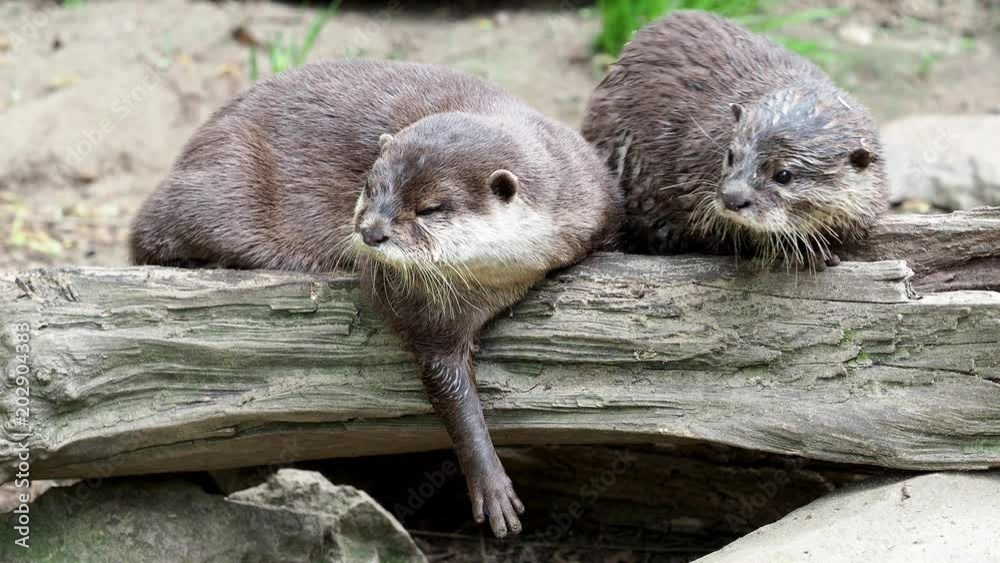 Asian small clawed otters (Amblonyx cinereus) cleans fur Asian small clawed otters (Amblonyx cinereus) cleans fur