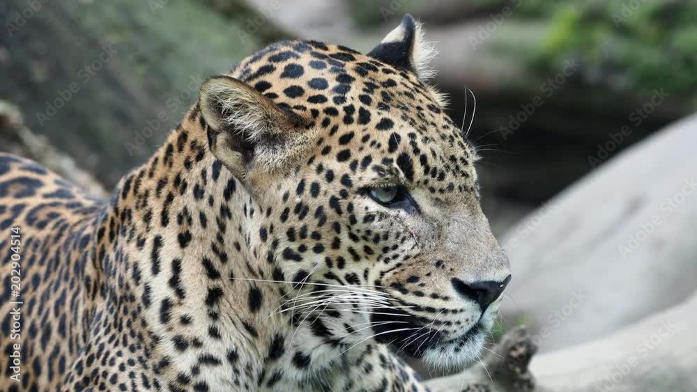 Ceylon leopard, Panthera pardus kotiya beautiful animal and his portrait. Ceylon leopard, Panthera pardus kotiya beautiful animal and his portrait.
