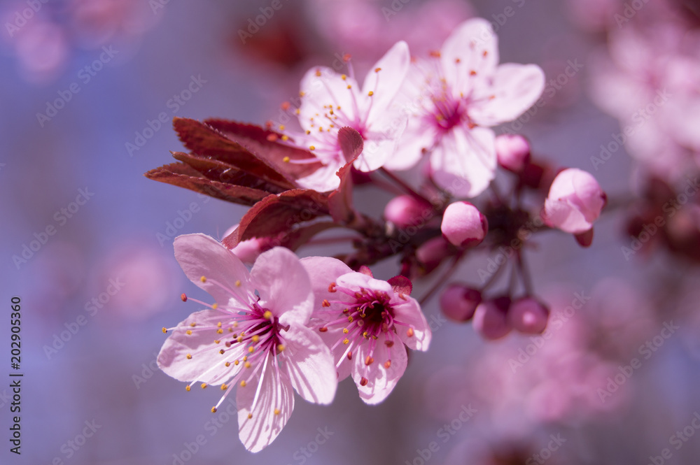 Fototapeta Primer plano de unas flores de almendro en tonos rosas y azules