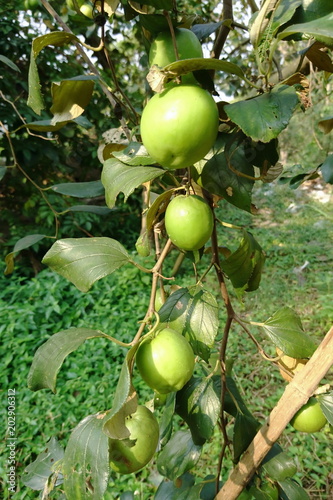Jujube Fruit Bair Fruit or chinee apple on plant photo