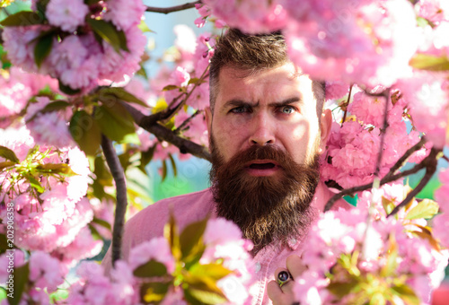 Man with beard and mustache on confused face near sakura flowers. Hipster in pink shirt near branch of sakura. Bearded man with stylish haircut with flowers on background, close up. Perfumery concept.