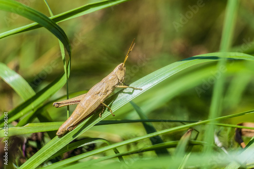Brown locust in the wild on a green blade grass