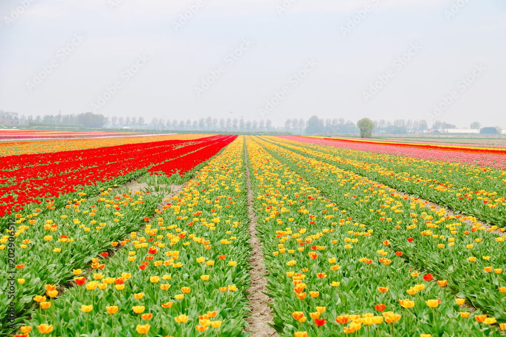 Farbenfrohe Tulpenfelder in Holland im Frühling Farbenfrohe Tulpenfelder in Holland im Frühling