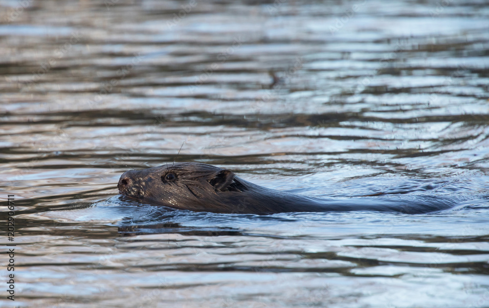 Obraz premium Beaver (Castoridae)