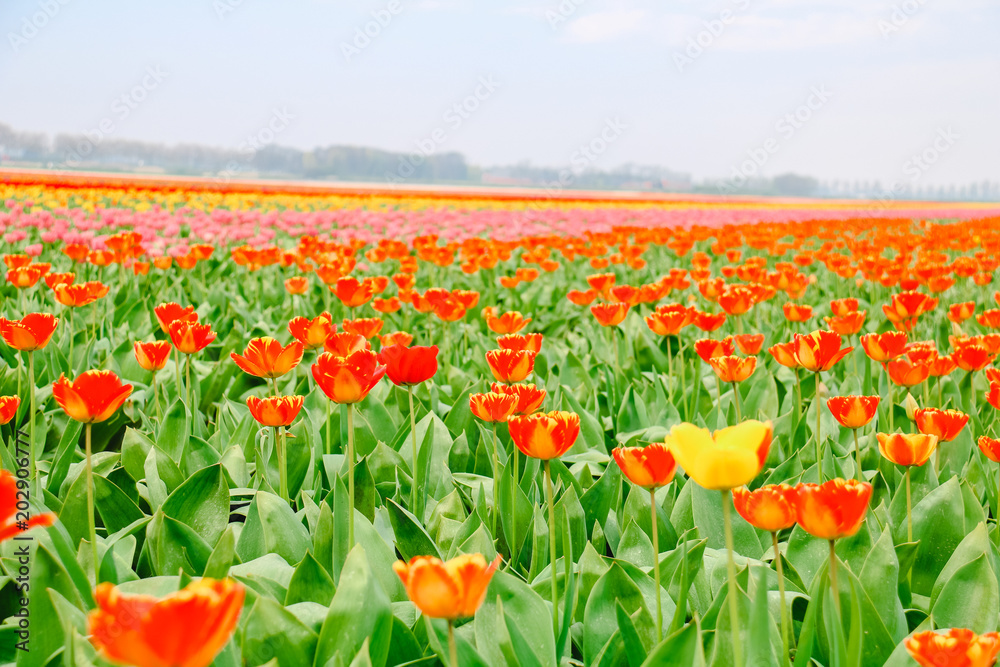 Farbenfrohe Tulpenfelder in Holland im Frühling