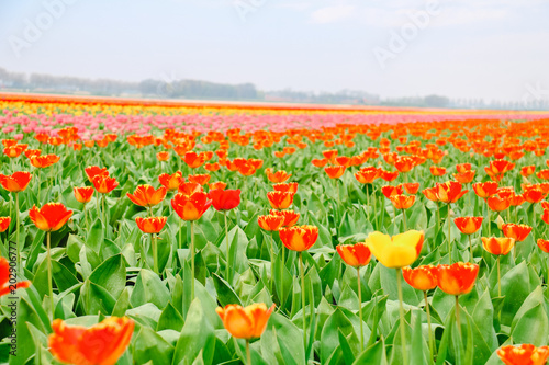 Farbenfrohe Tulpenfelder in Holland im Frühling © Christian Colista