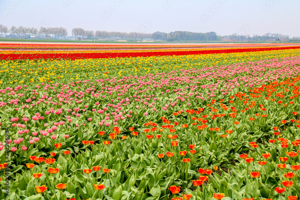 Farbenfrohe Tulpenfelder in Holland im Frühling