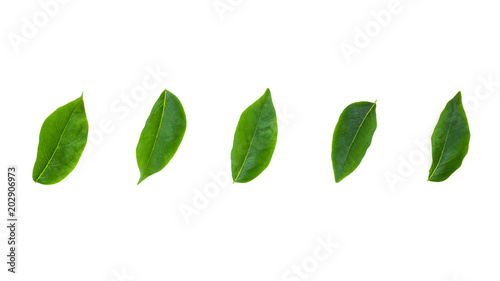 flat lay collection of green leaf isolated on white background