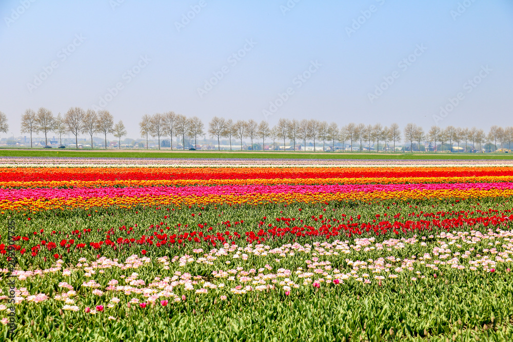 Farbenfrohe Tulpenfelder in Holland im Frühling