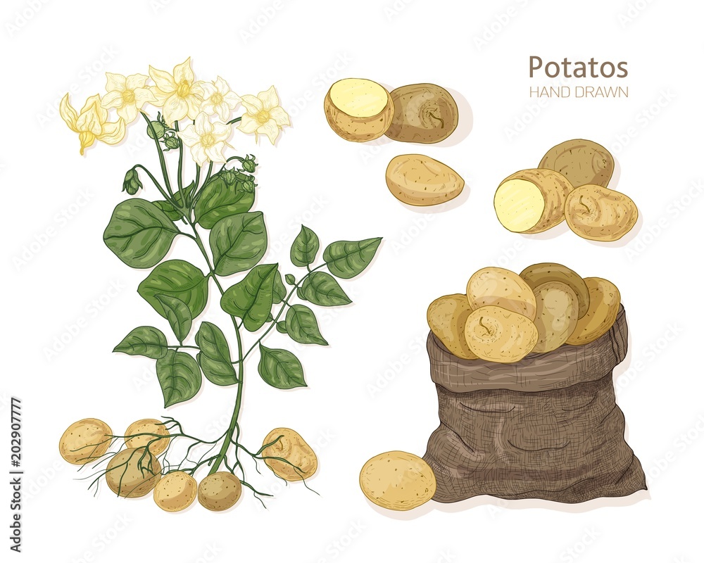 Φωτογραφία Detailed botanical drawings of potato plant with flowers, tubers and vegetables in bag