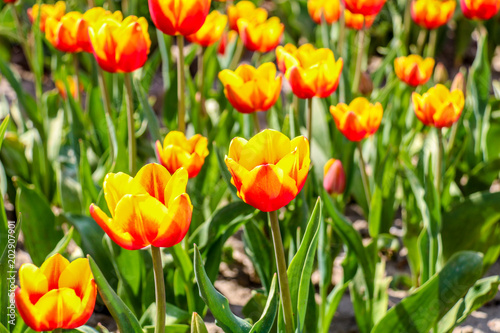 Farbenfrohe Tulpenfelder in Holland im Frühling