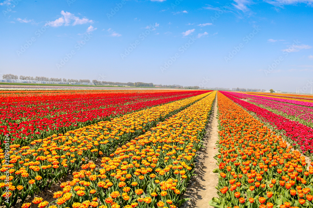 Farbenfrohe Tulpenfelder in Holland im Frühling