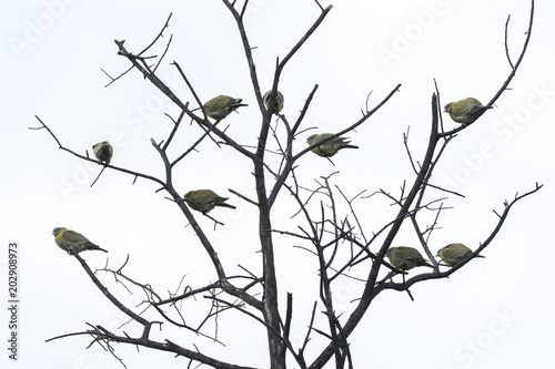 A family of yellow-footed green pigeon resting on top of a tree inside bharatpur bird sanctuary