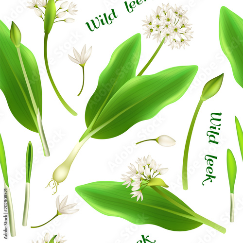 Pattern allium tricoccum, ramp, spring onion, ramson, wild leek, wood leek, and wild garlic. Vector illustration.