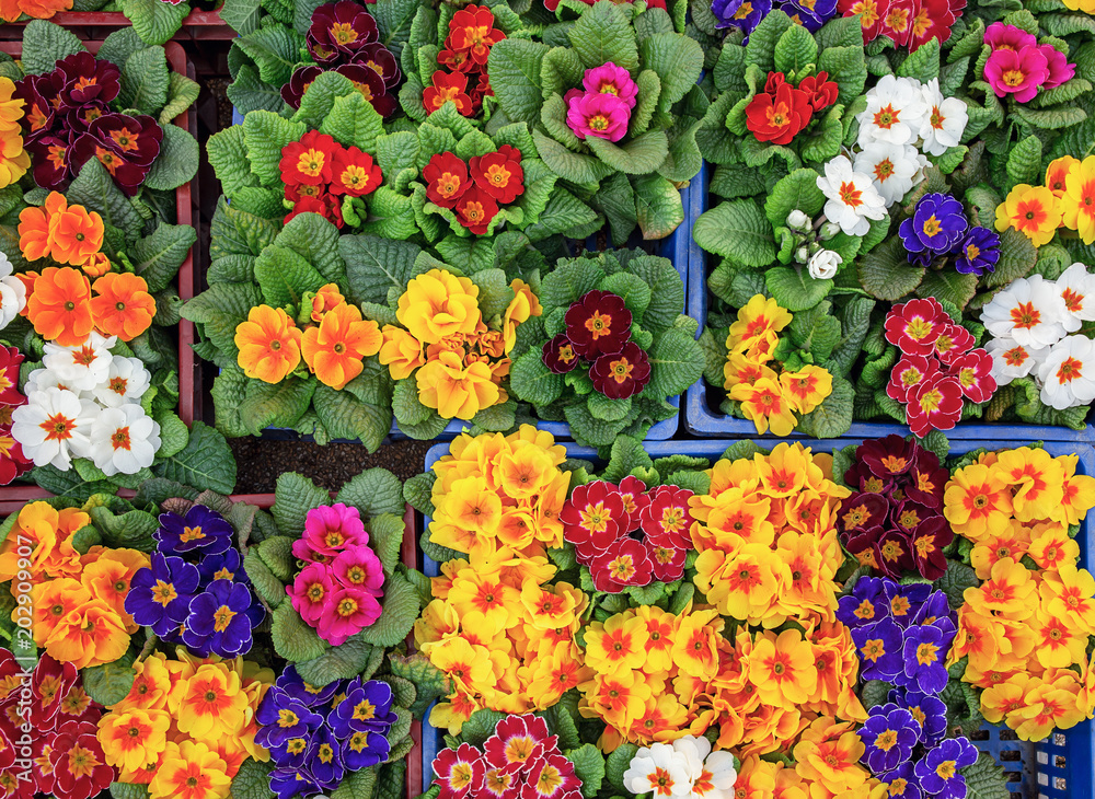 Top view of primula flowers. Floral background