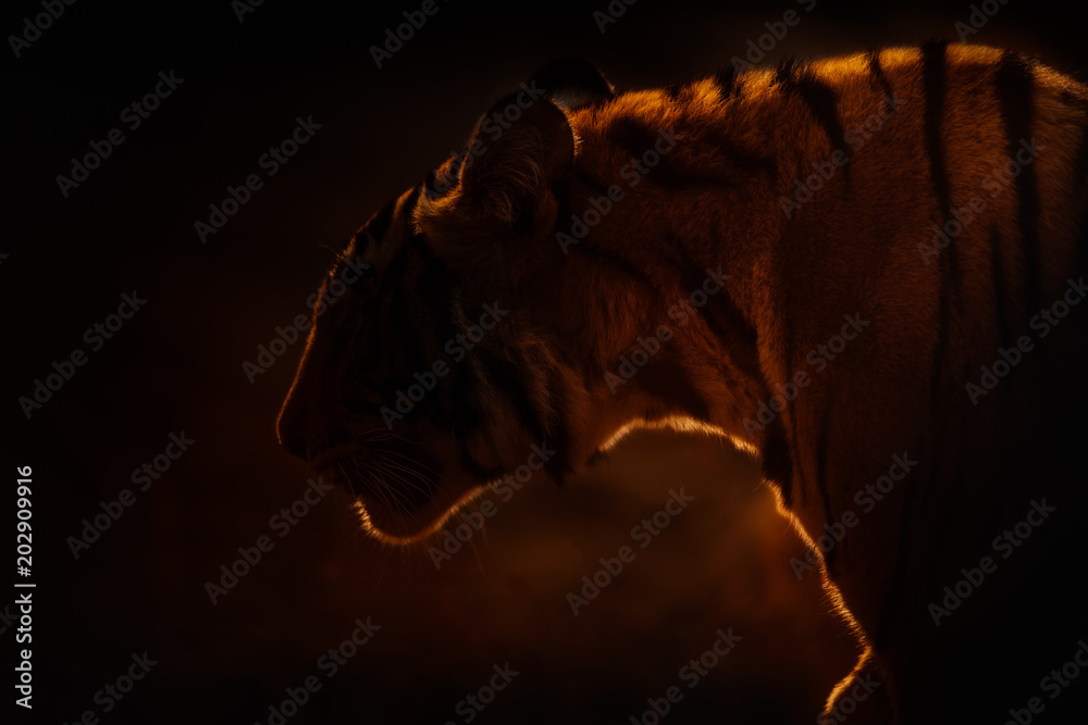 Fototapeta premium Great tiger female in the nature habitat. Tiger walk during the golden light time. Wildlife scene with danger animal. Backlight silhouette. Dry area with beautiful indian tiger, Panthera tigris