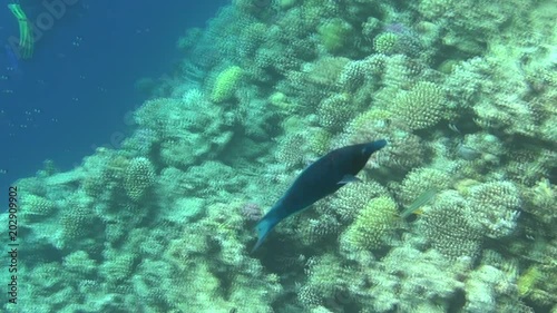 divers on the reef 03 dahab