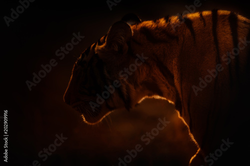 Great tiger female in the nature habitat. Tiger walk during the golden light time. Wildlife scene with danger animal. Backlight silhouette. Dry area with beautiful indian tiger, Panthera tigris