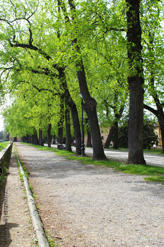tree alley, Lucca © Asha