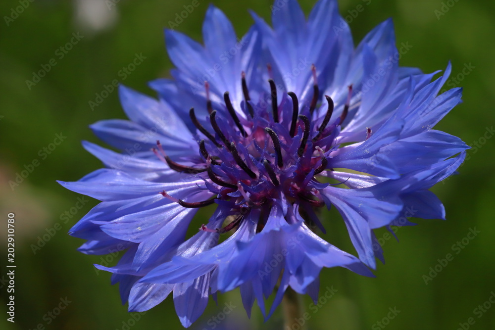 cornflower cornflower