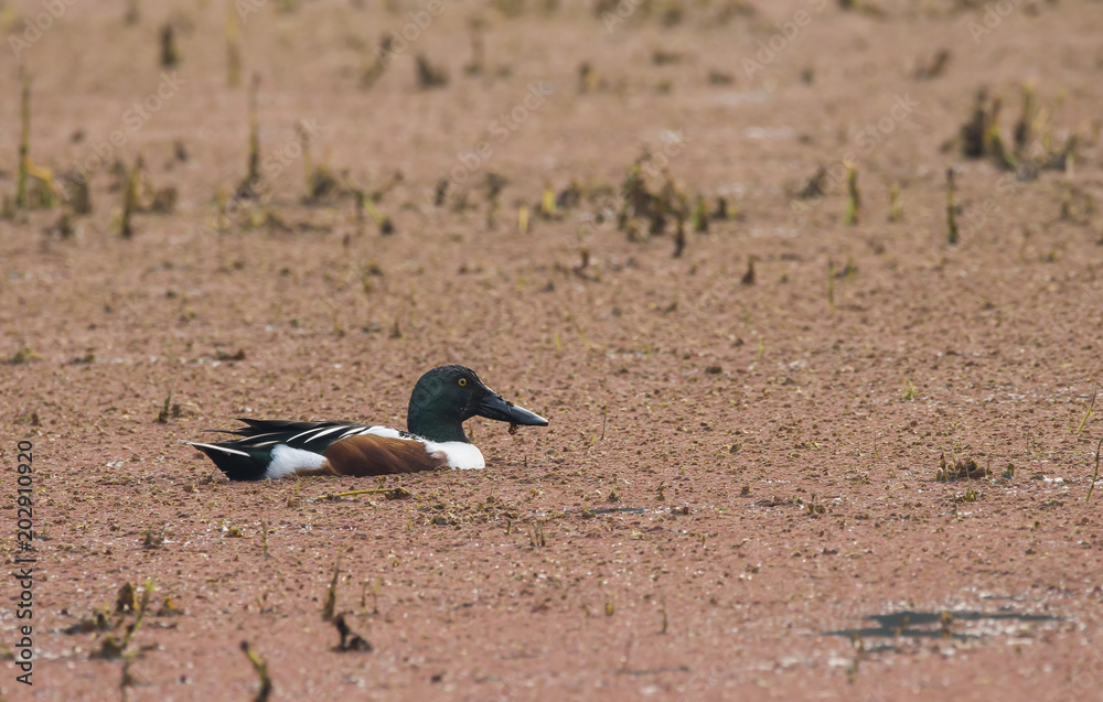 Fototapeta premium A male northern shoveler swimming in the waters of bharatpur bird sanctuary with weed covering