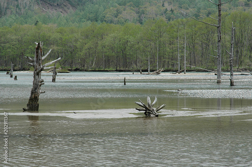 Taisho-ike pond in early summer season @Kamikochi / 初夏の上高地 大正池 photo