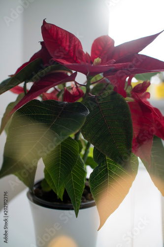 Christmas flower punch pot in the pot on the window photo