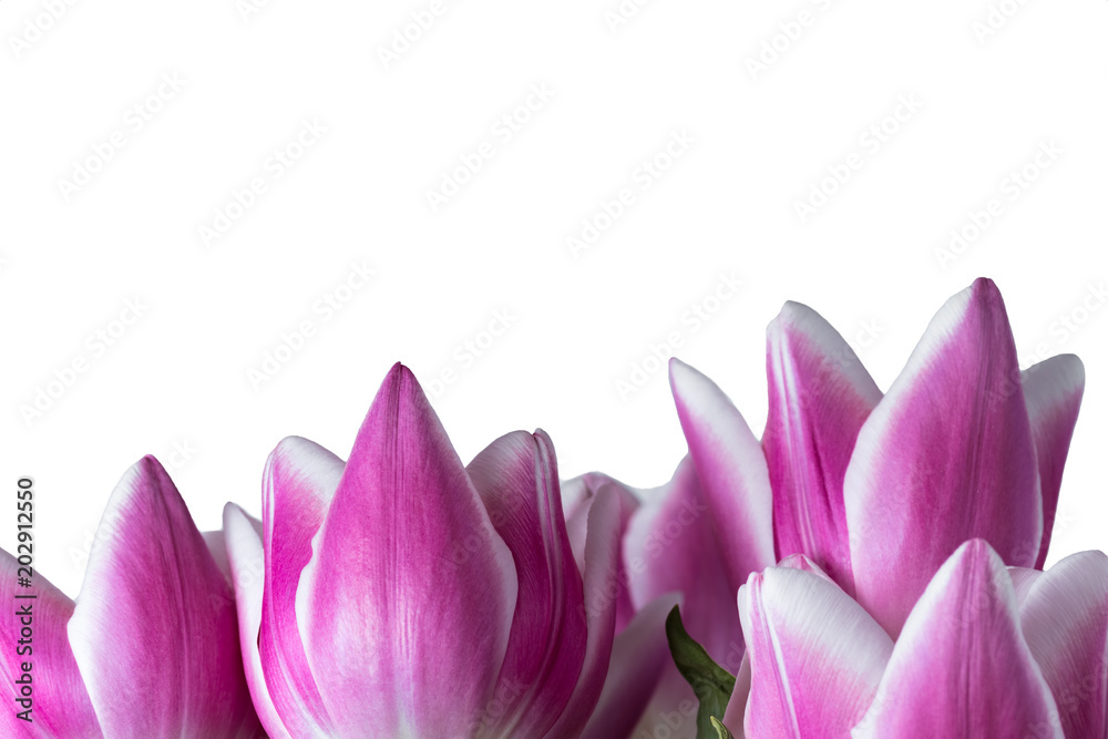 Pink and white tulips as spring or summer flowers.