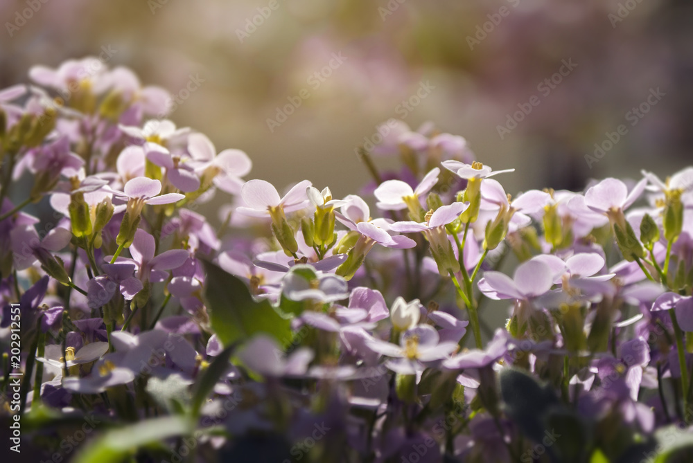 Fototapeta premium Myosotis. Flowers in the garden. Spring or summer natural background