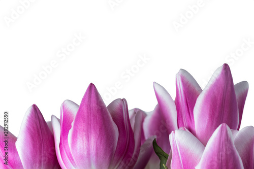 Pink and white tulips as spring or summer flowers.