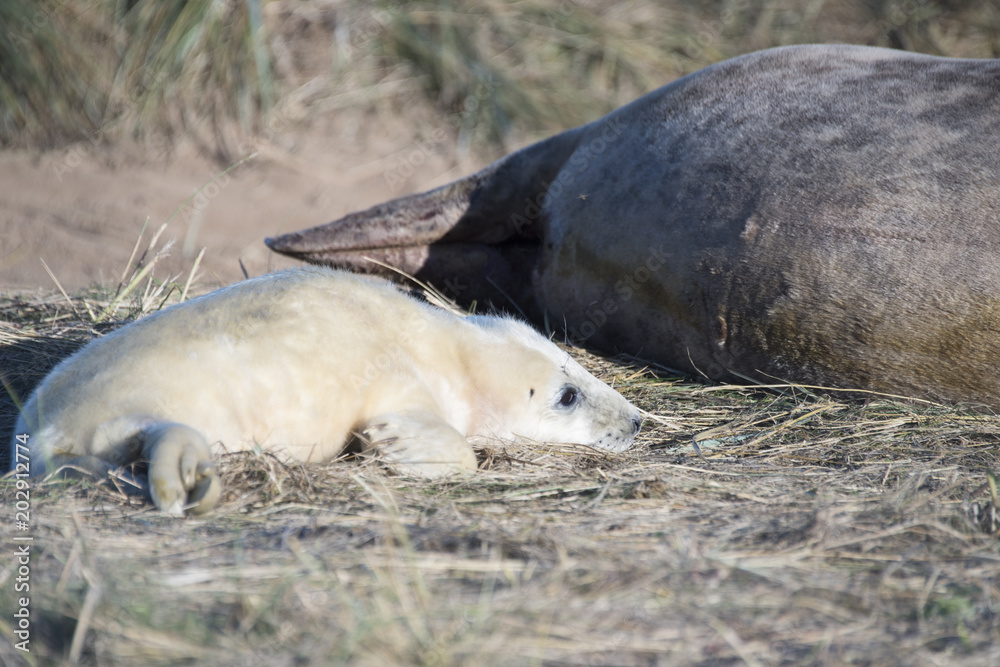 Grey Seal Pup & Mother at Donna Nook Grey Seal Pup & Mother at Donna Nook