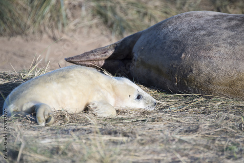 Grey Seal Pup & Mother at Donna Nook © Septemberlegs