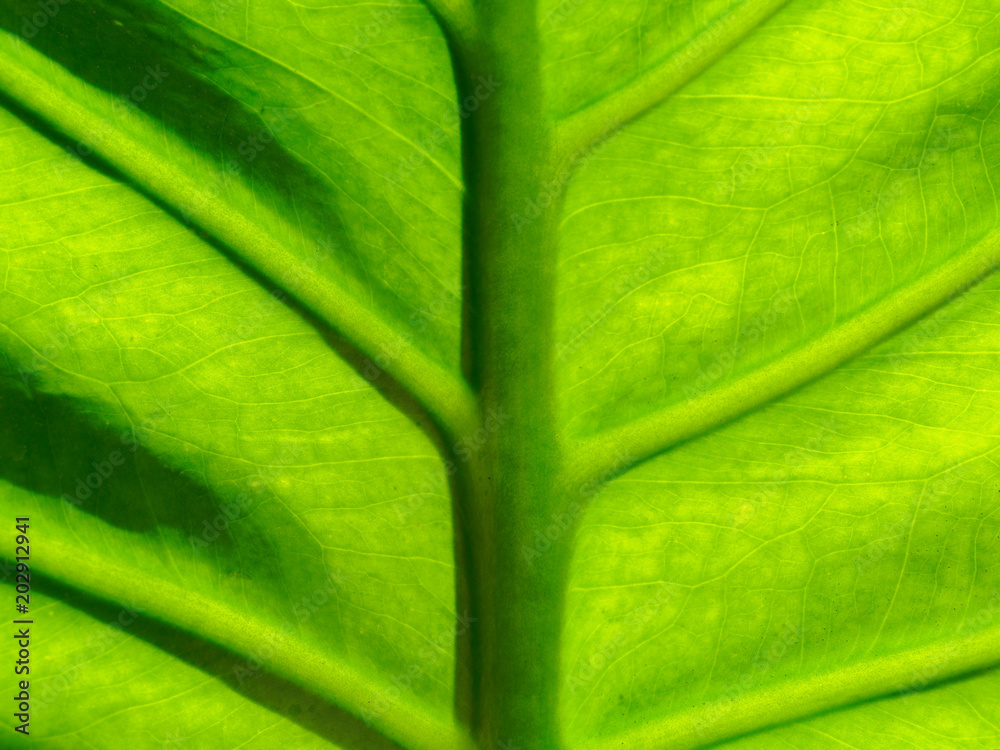 Close up shot of green leaf organic texture with midrib, vein, and small netted vein in pattern or abstract form used as background in concepts of nature, fresh, conservation, and environment Close up shot of green leaf organic texture with midrib, vein, and small netted vein in pattern or abstract form used as background in concepts of nature, fresh, conservation, and environment