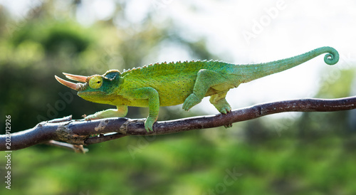 Chameleon trioceros jacksonii xantholophus from Keyna, also called Jackson's horned chameleon or Kikuyu three-horned chameleon