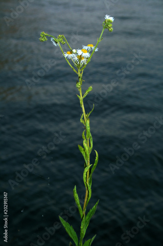 herbe à éternuer au bord d'une rivière photo