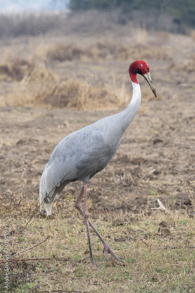Sarus cranes are local migratory birds and are the tallest flying birds in the world, photographed in bharatpur bird sanctuary