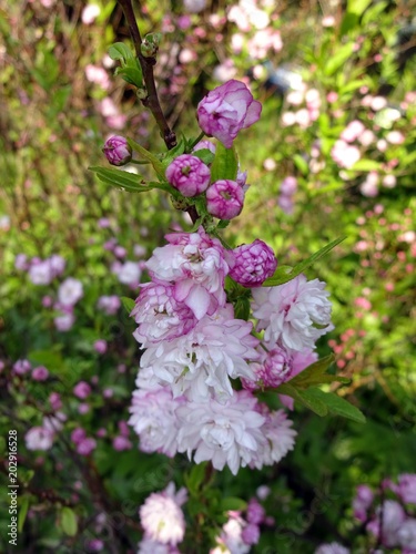 Delicate pink flowers of a glandular cherry (prunus glandulosa), shrub, belongs to the Rosaceae family, originating from China, Japan, Korea
