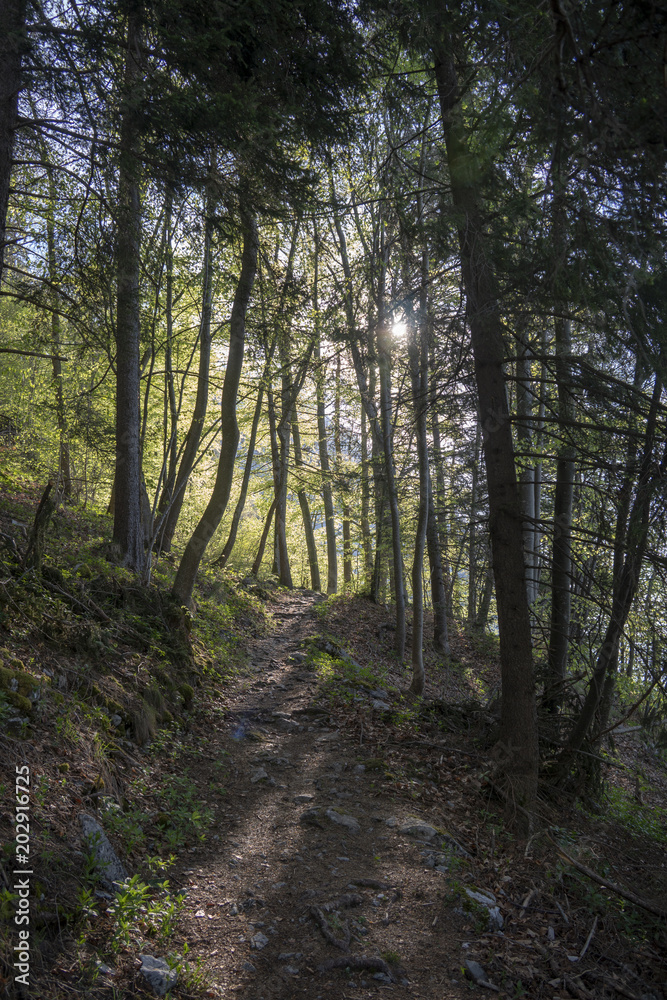 Morgenspaziergang im frühlingshaften Laubmischwald Morgenspaziergang im frühlingshaften Laubmischwald