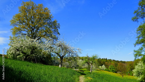 Frühlingslandschaft mit grüner Wiese, Blumen und blühenden Bäumen bei blauem Himmel