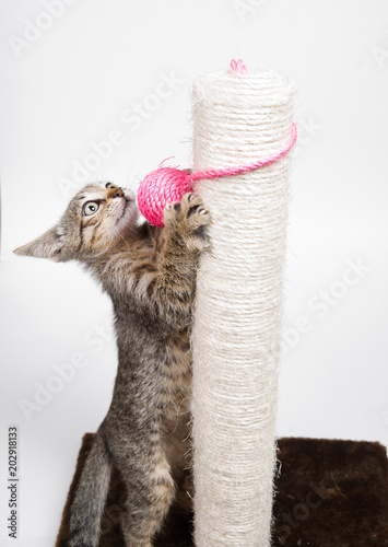 Cat playing with a pink ball