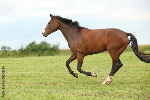 Beautiful brown horse running in freedom