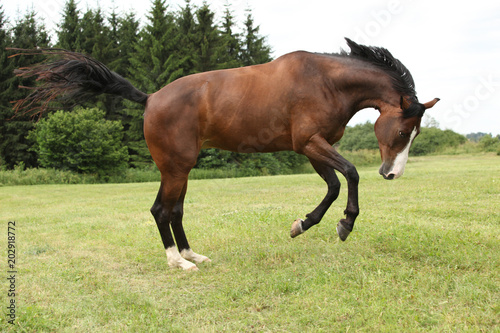 Beautiful brown horse jumping in freedom