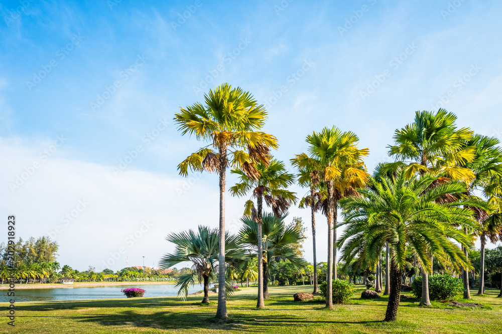 Green grass field with palm tree in Public Park
