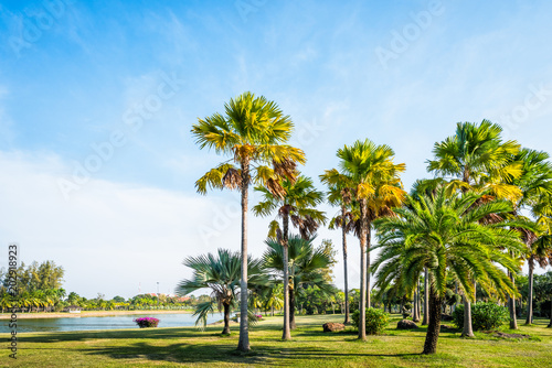Green grass field with palm tree in Public Park © songdech17