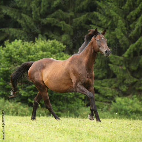 Amazing brown horse running alone