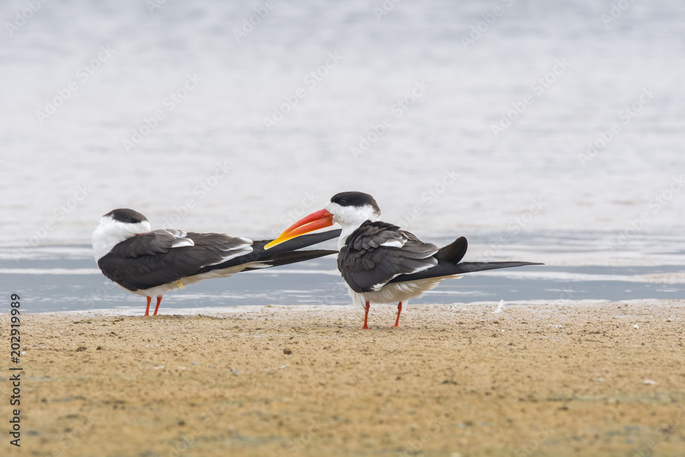 Indian skimmer relaxing on the shores of chambal river during a boat safari through the chambal river Indian skimmer relaxing on the shores of chambal river during a boat safari through the chambal river