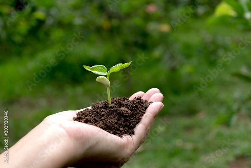 hand holding of soil with young plant on top it will growing up to the forest in future.