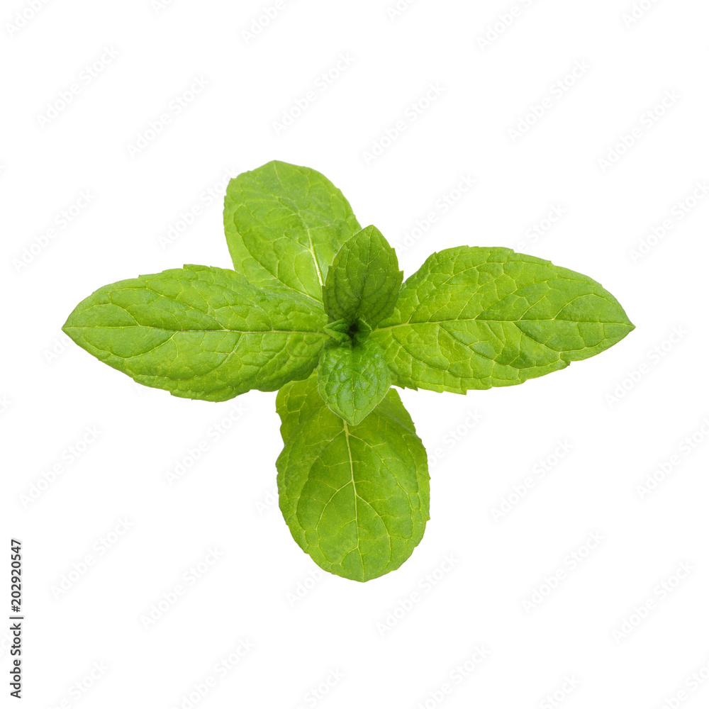 Fresh raw mint leaves Fresh raw mint leaves